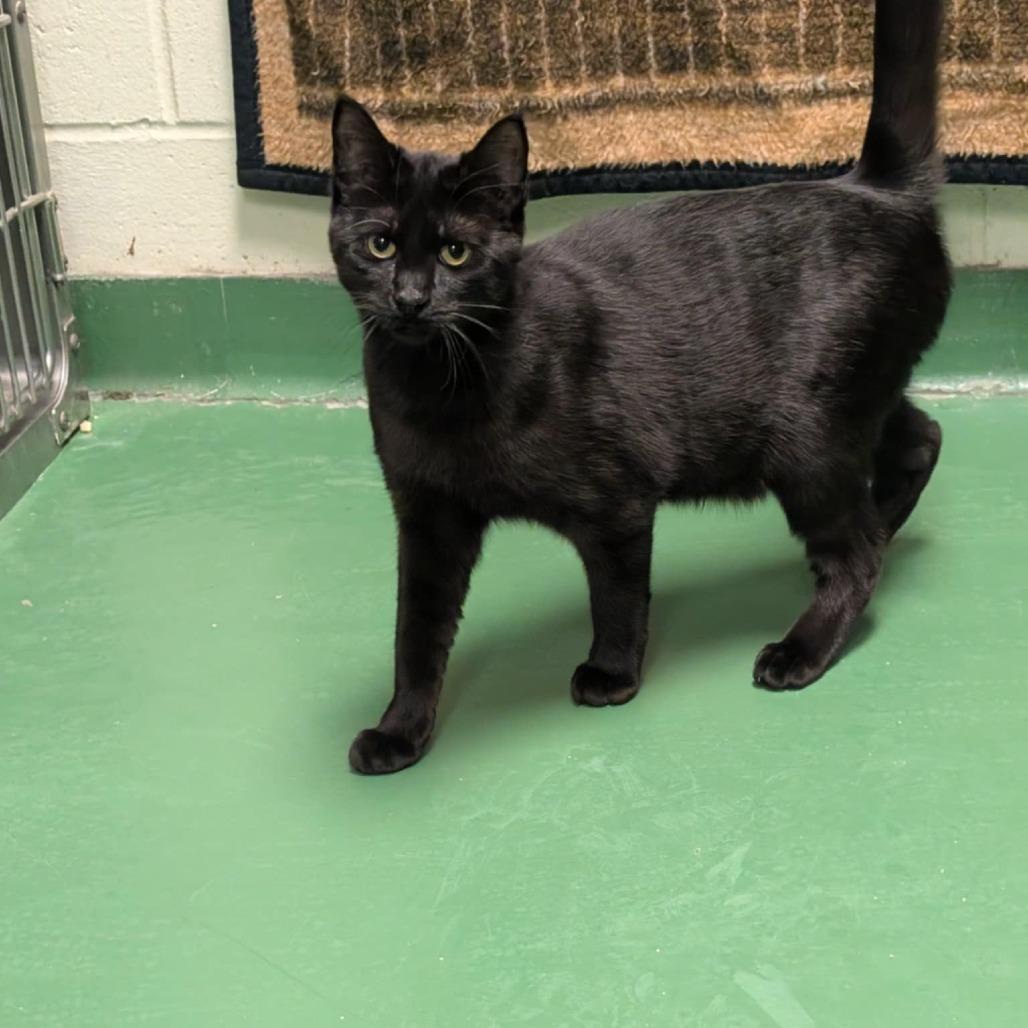 Enlarge U-Turn, a Adoptable Domestic Short Hair in South Haven, MI image 4/4