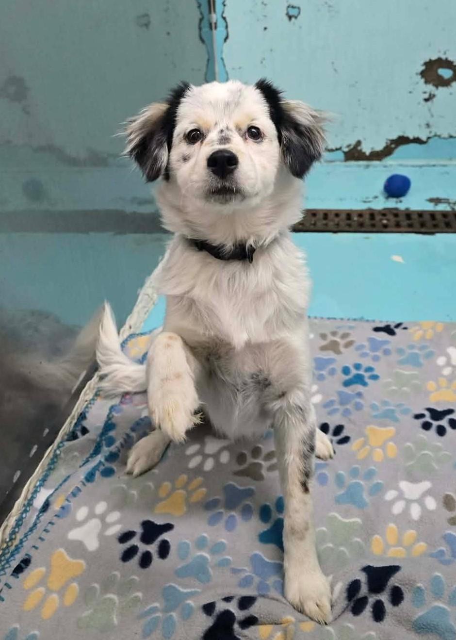 Enlarge Waverunner, an adopted mixed breed in Othello, WA image 1/6