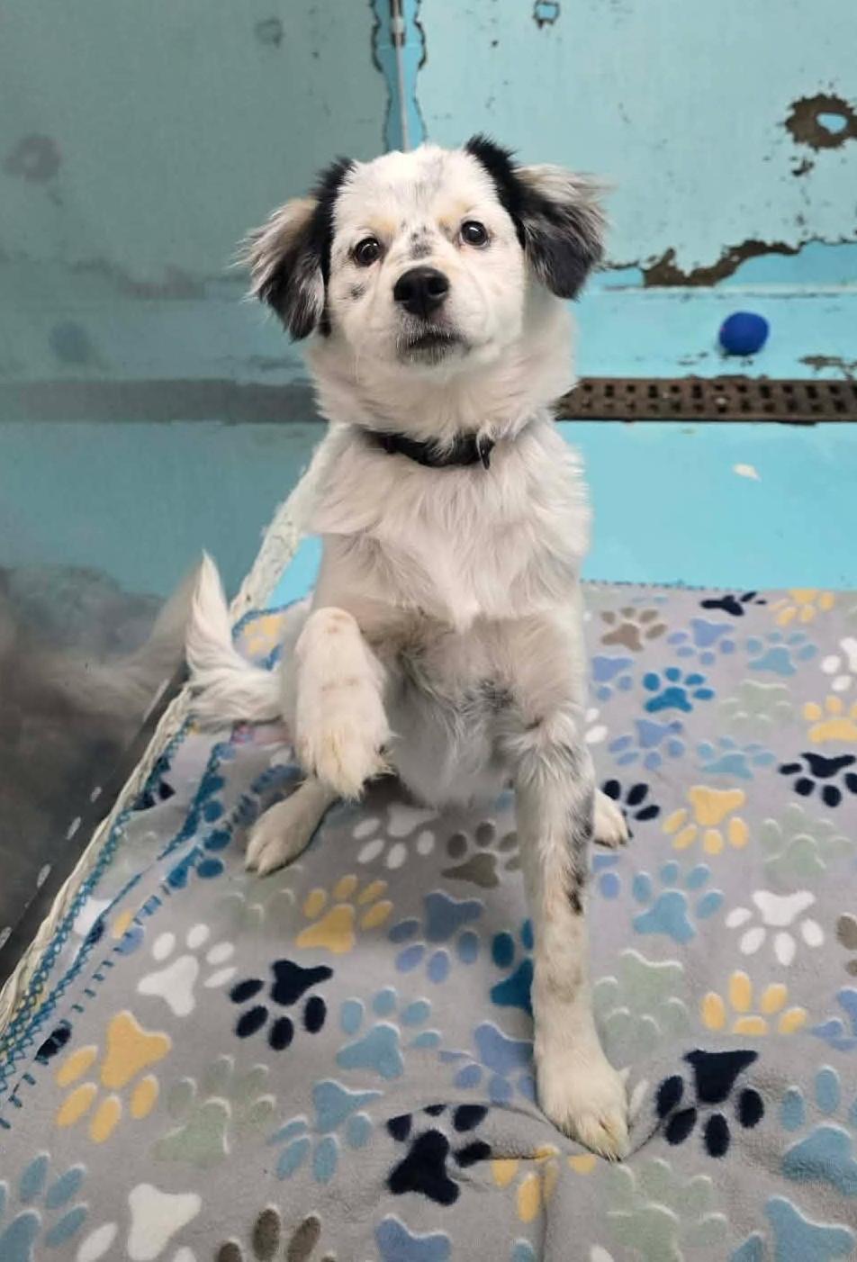 Enlarge Waverunner, an adopted mixed breed in Othello, WA image 6/6