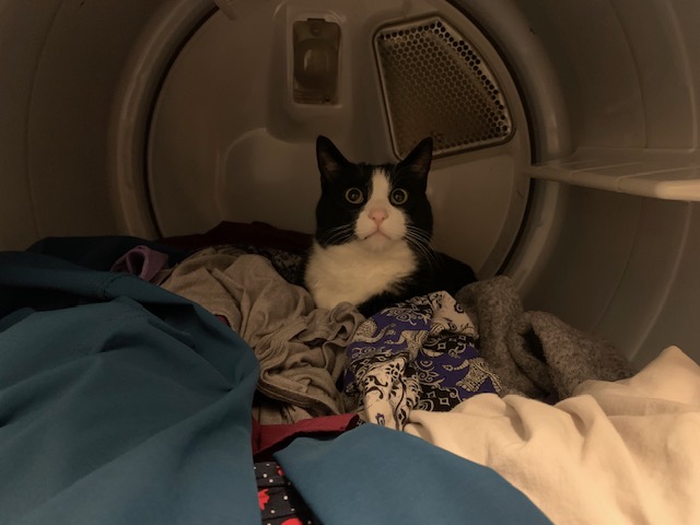 Khoshekh Gershwin-Palmer, Adopted, Young Male Domestic Short Hair.