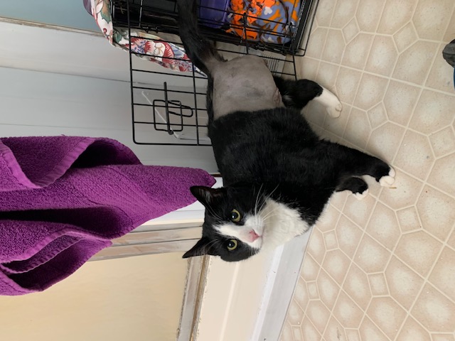 Khoshekh Gershwin-Palmer, a Adopted Domestic Short Hair in Chewelah, WA image 3/6