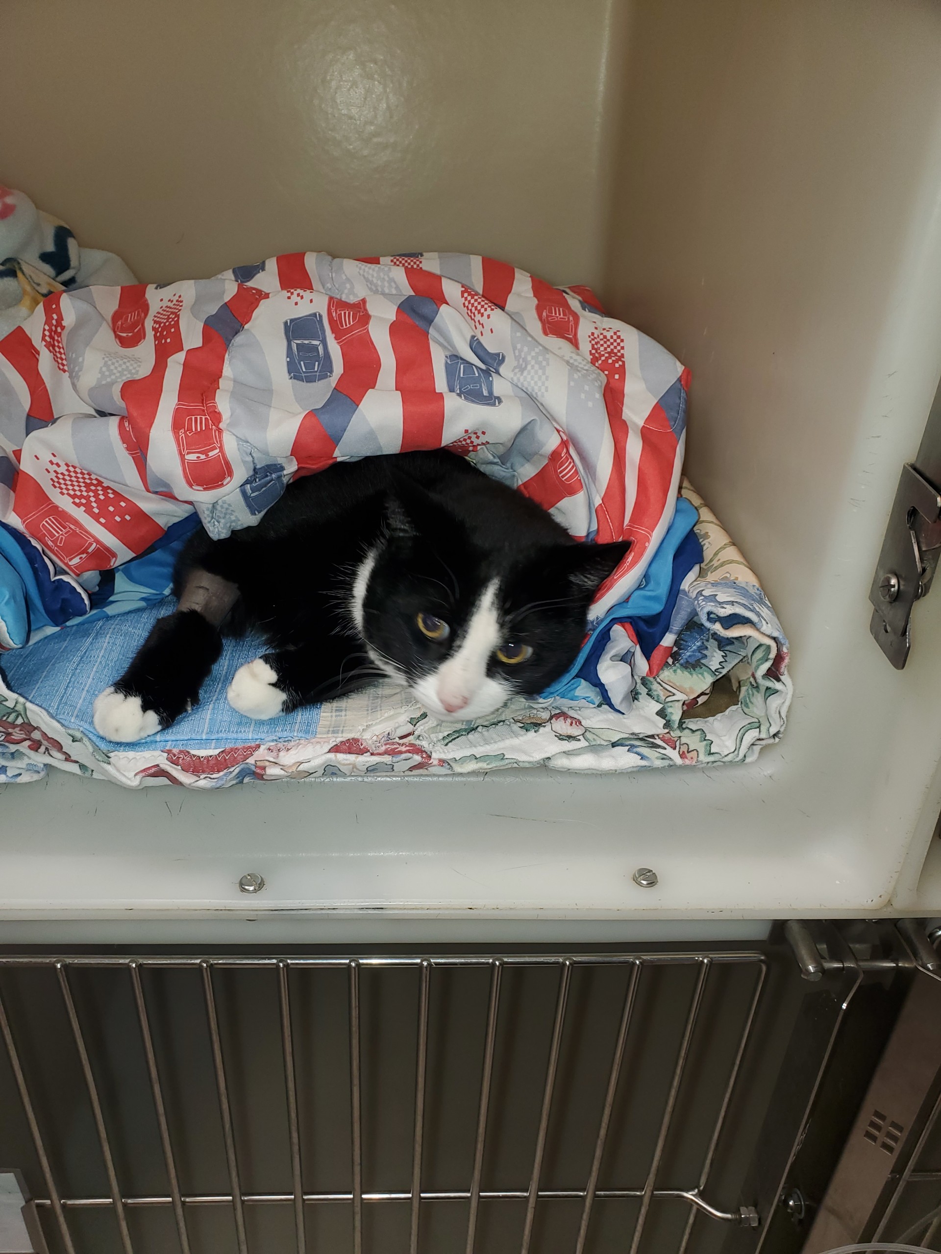 Khoshekh Gershwin-Palmer, a Adopted Domestic Short Hair in Chewelah, WA image 4/6