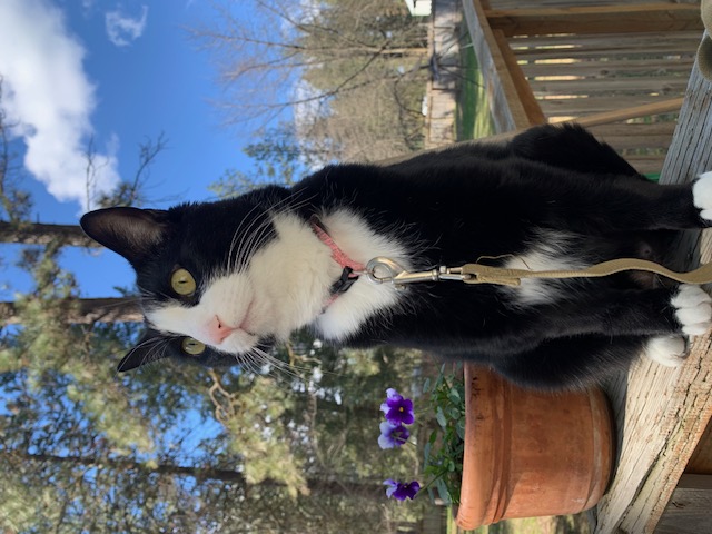 Khoshekh Gershwin-Palmer, a Adopted Domestic Short Hair in Chewelah, WA image 5/6