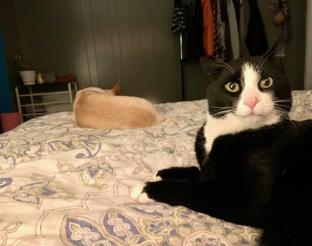 Khoshekh Gershwin-Palmer, a Adopted Domestic Short Hair in Chewelah, WA image 6/6