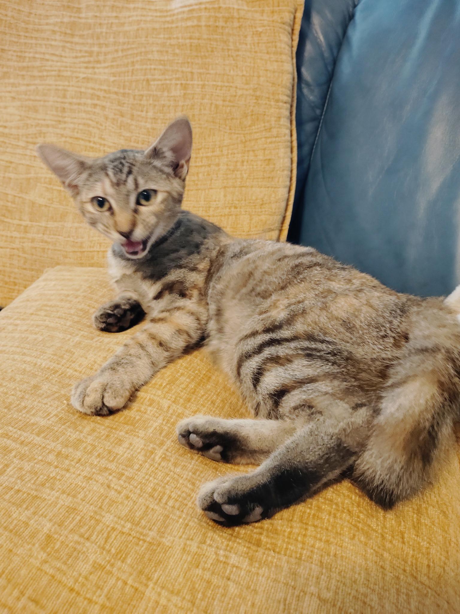 Sage, Adopted, Kitten Female Ocicat.
