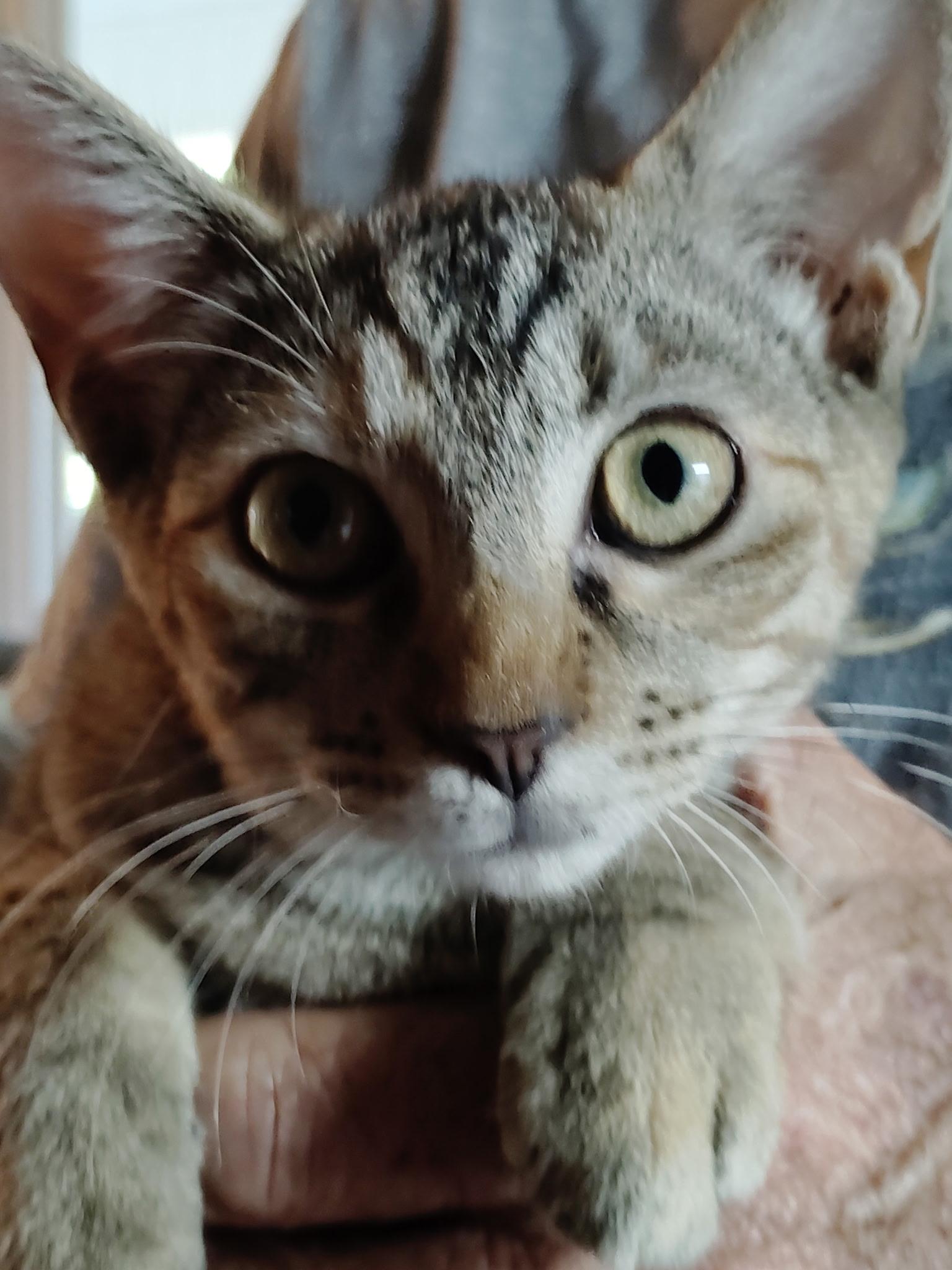 Enlarge Sage, a Adopted Ocicat in Rock Spring, GA image 2/2