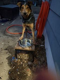 Elmo, Adoptable, Adult Male Australian Cattle Dog / Blue Heeler.