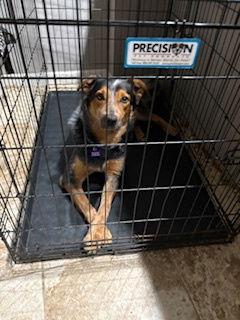 Elmo, a Adoptable Australian Cattle Dog / Blue Heeler in St. Louis, MO image 2/3