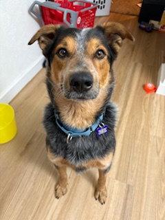 Enlarge Elmo, a Adoptable Australian Cattle Dog / Blue Heeler in St. Louis, MO image 2/3