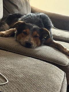 Elmo, a Adoptable Australian Cattle Dog / Blue Heeler in St. Louis, MO image 3/3