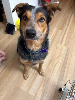 Enlarge Elmo, a Adoptable Australian Cattle Dog / Blue Heeler in St. Louis, MO image 3/3