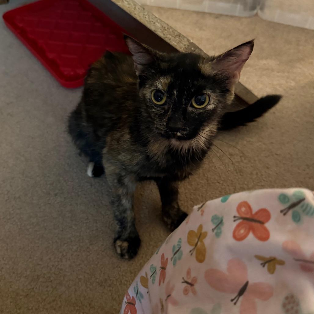 Momma Coco, Adoptable, Adult Female Domestic Short Hair.