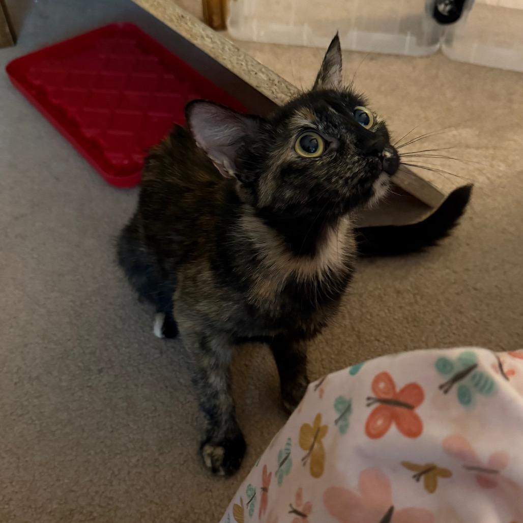 Momma Coco, a Adoptable Domestic Short Hair in Kansas City, MO image 2/2