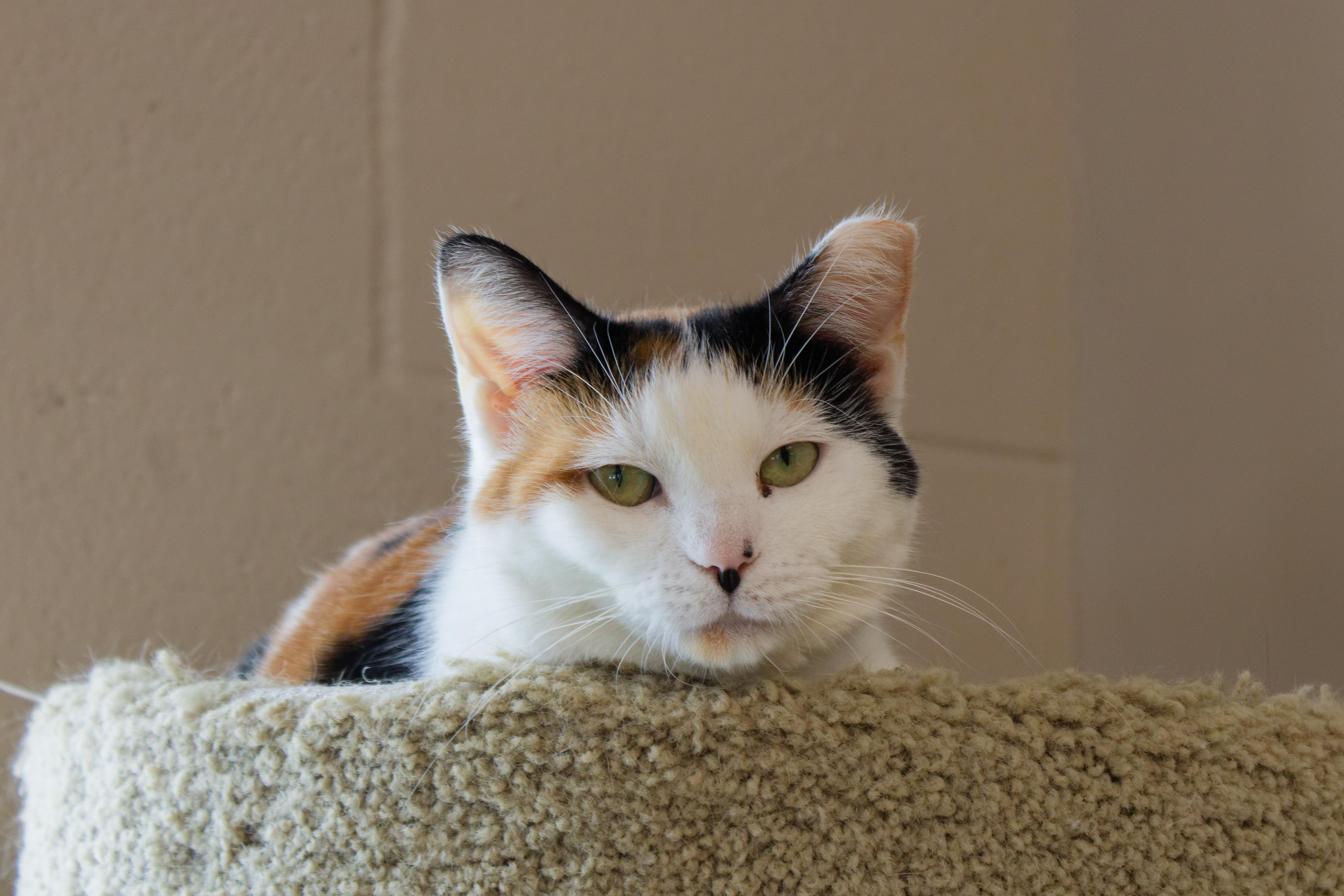 Enlarge Taffy, a ADOPTABLE Calico in Urbana, OH image 6/6