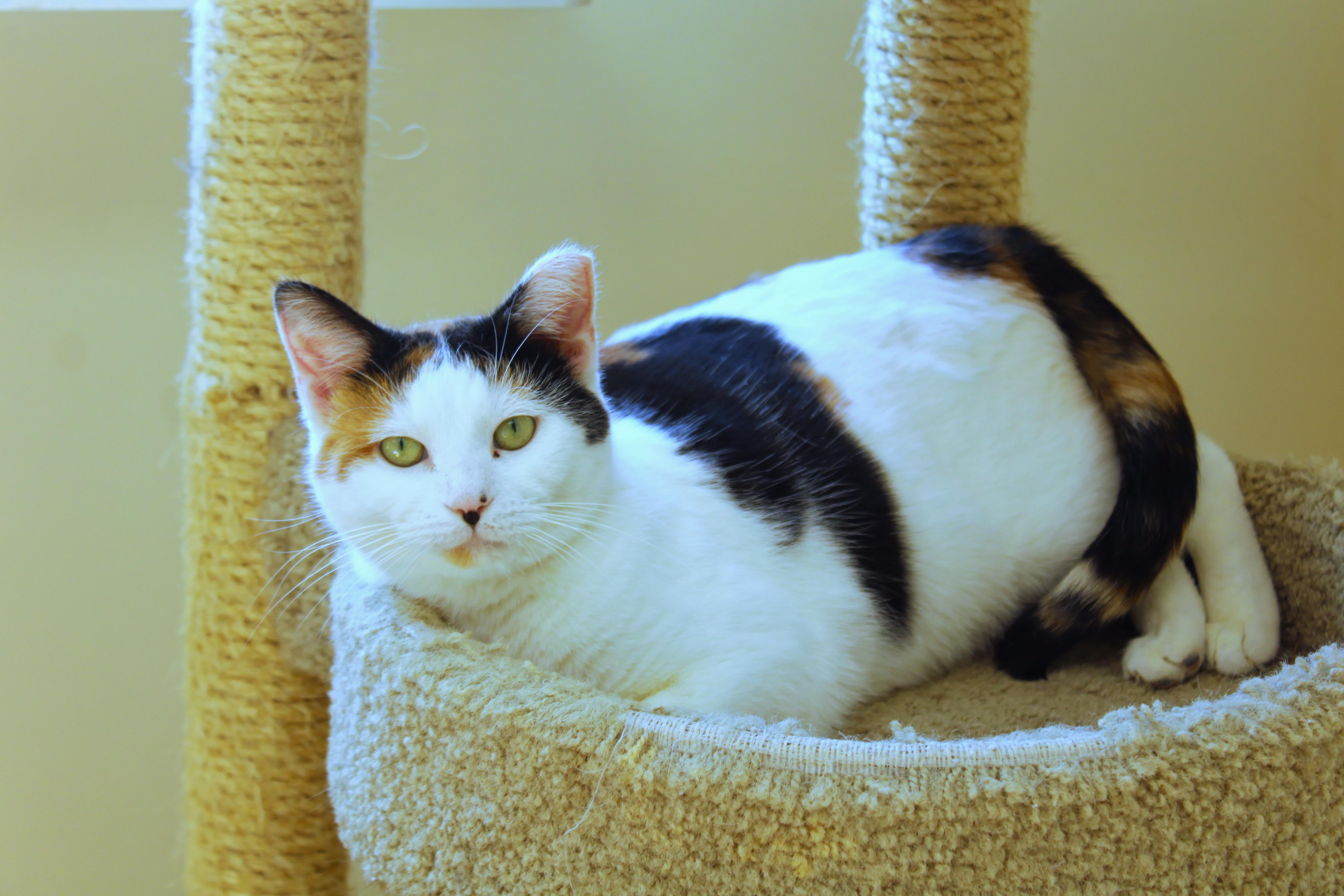 Enlarge Taffy, a ADOPTABLE Calico in Urbana, OH image 5/6