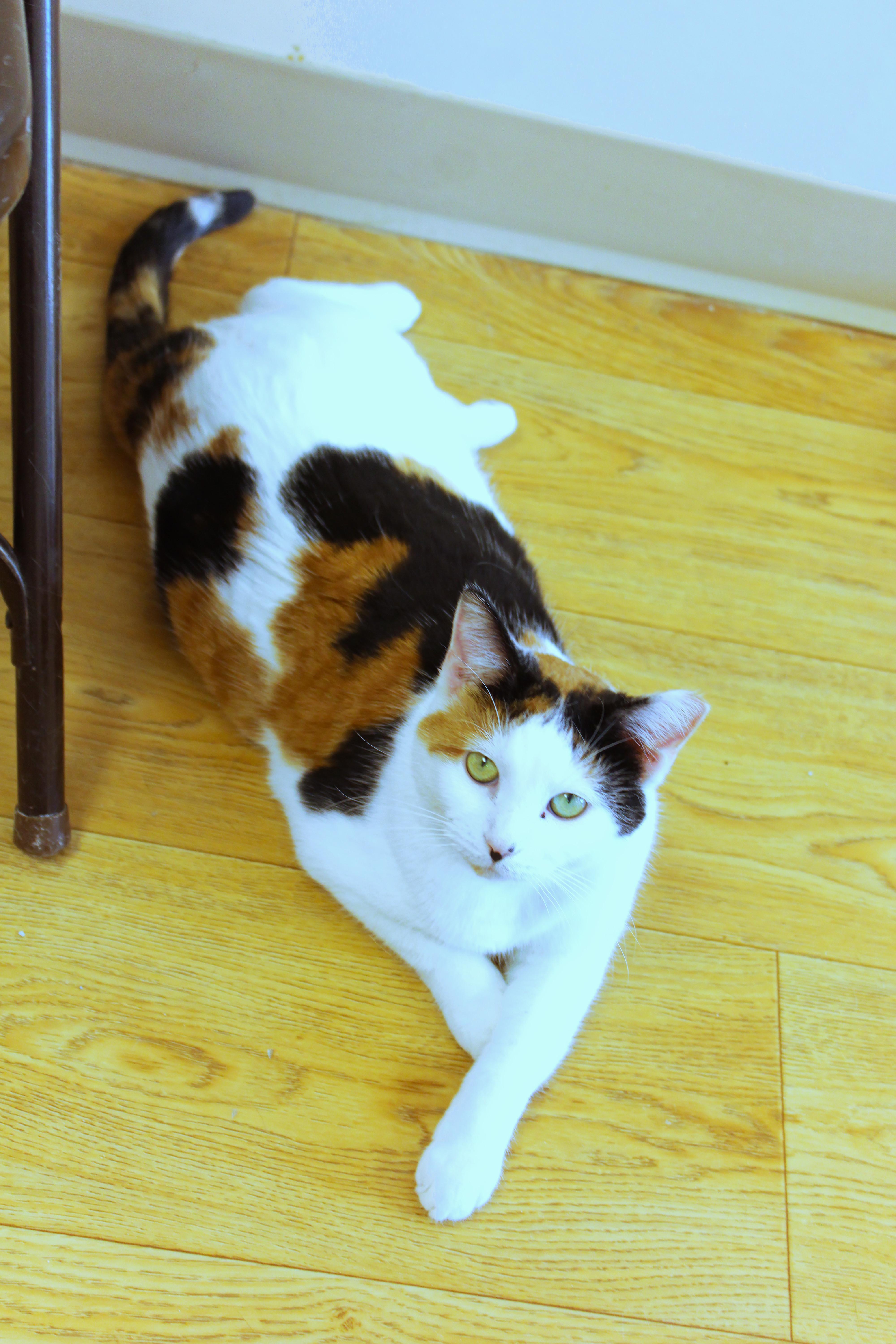 Enlarge Taffy, a ADOPTABLE Calico in Urbana, OH image 1/6