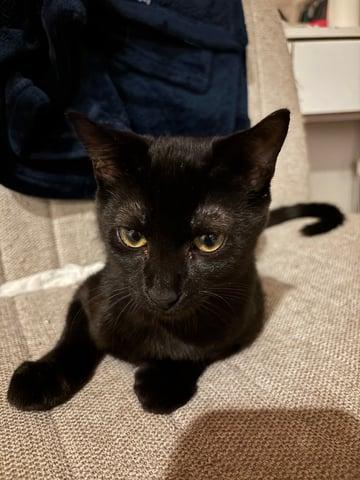 Enlarge Izzy, a Adoptable Domestic Short Hair in Huntington, NY image 1/1