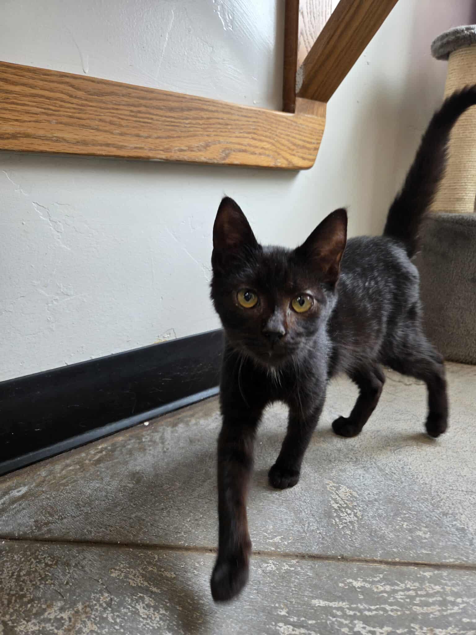 Pablo, an adoptable Domestic Short Hair in Roosevelt, UT, 84066 | Photo Image 3