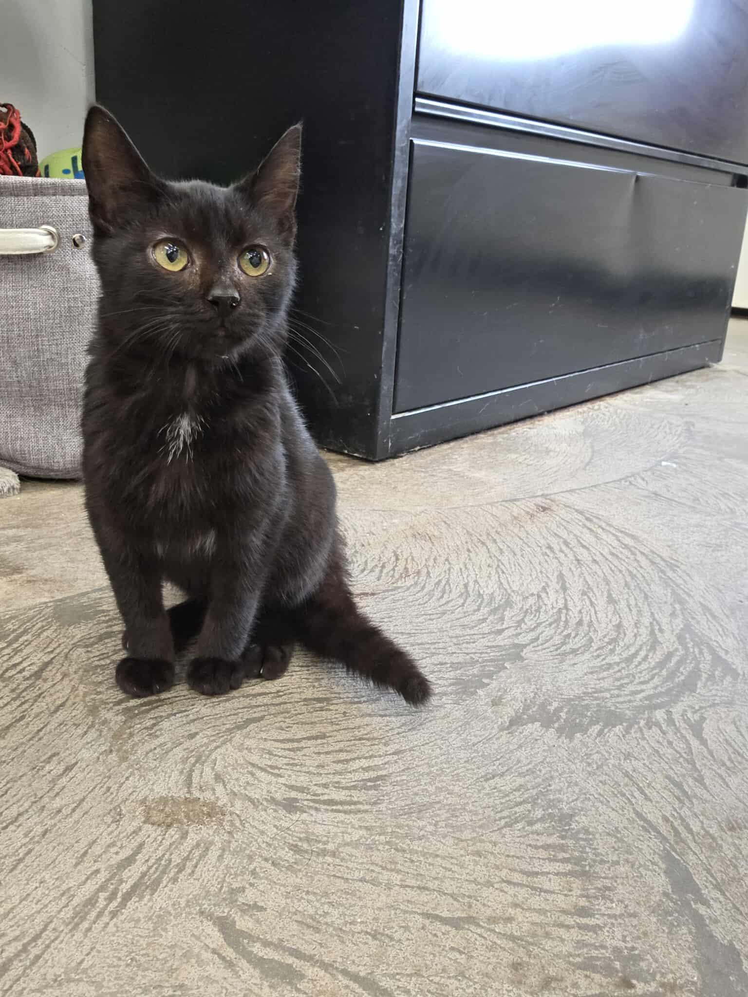 Pablo, an adoptable Domestic Short Hair in Roosevelt, UT, 84066 | Photo Image 1