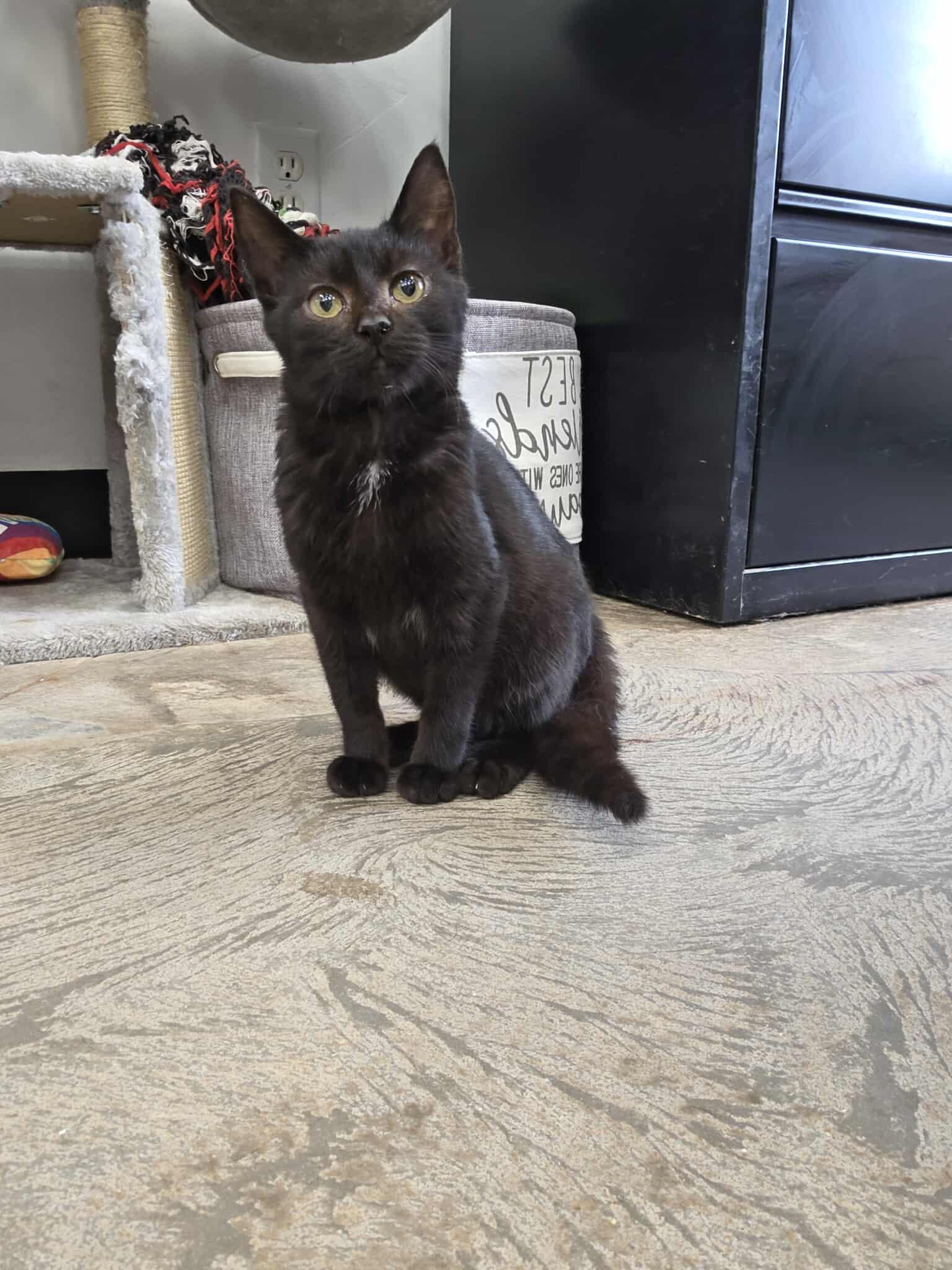 Pablo, an adoptable Domestic Short Hair in Roosevelt, UT, 84066 | Photo Image 2