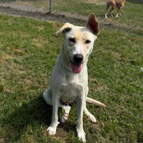 Enlarge PHOEBE, a Adoptable Labrador Retriever in Conroe, TX image 1/1