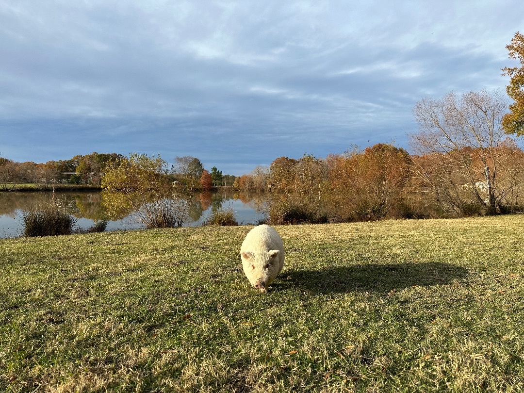 Enlarge Penelope, a Adoptable Pot Bellied in Durham, NC image 1/5