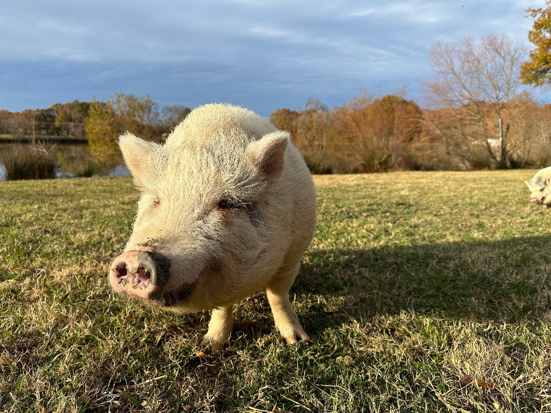 Enlarge Penelope, a Adoptable Pot Bellied in Durham, NC image 2/5