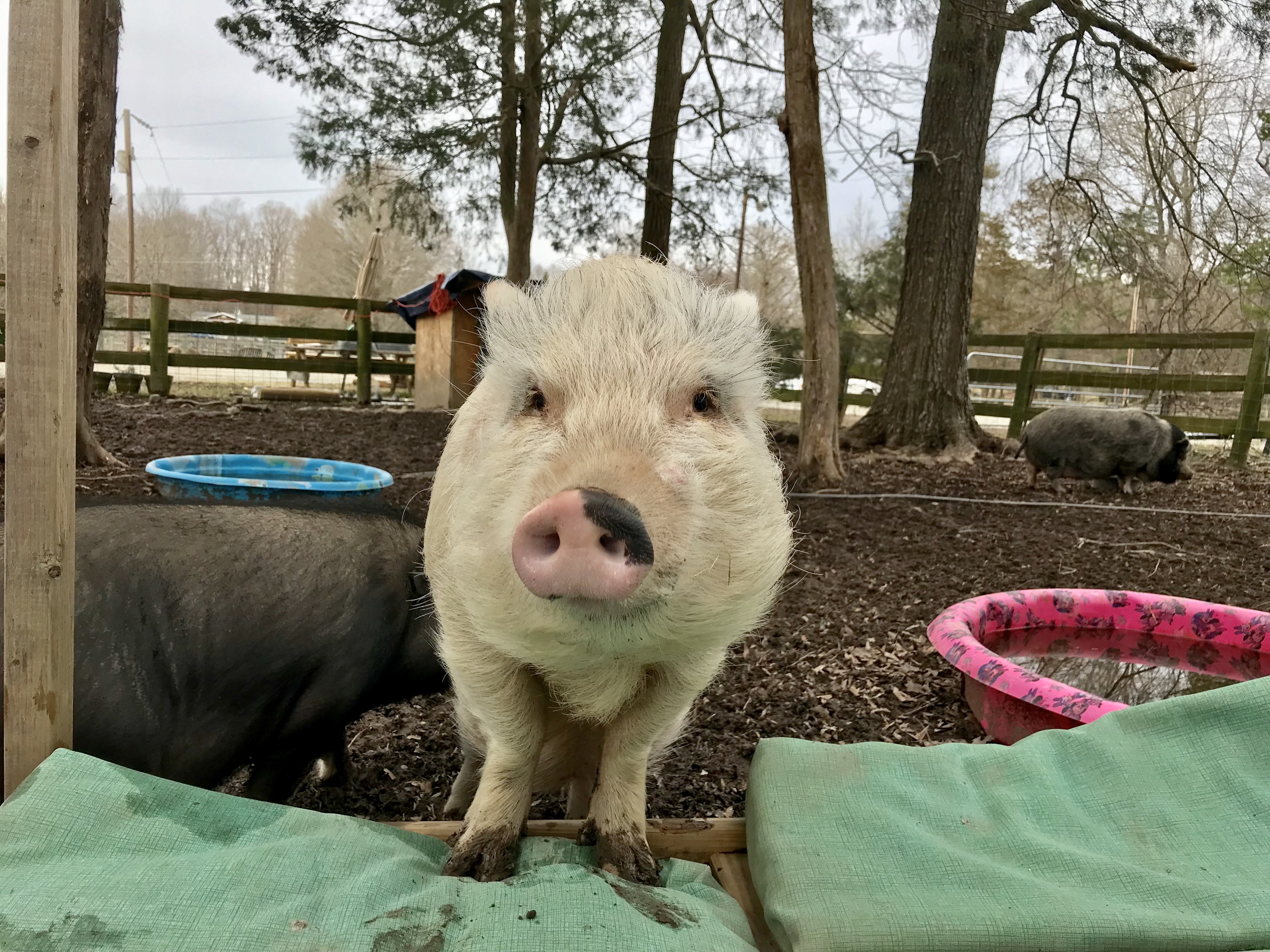 Enlarge Penelope, a Adoptable Pot Bellied in Durham, NC image 3/5