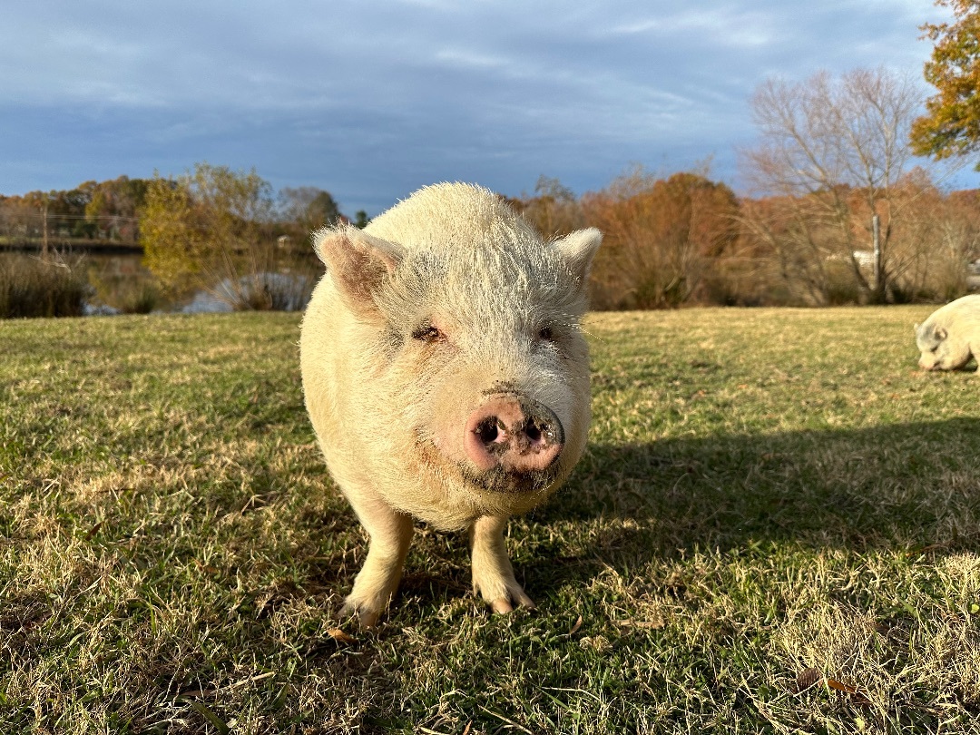 Enlarge Penelope, a Adoptable Pot Bellied in Durham, NC image 4/5