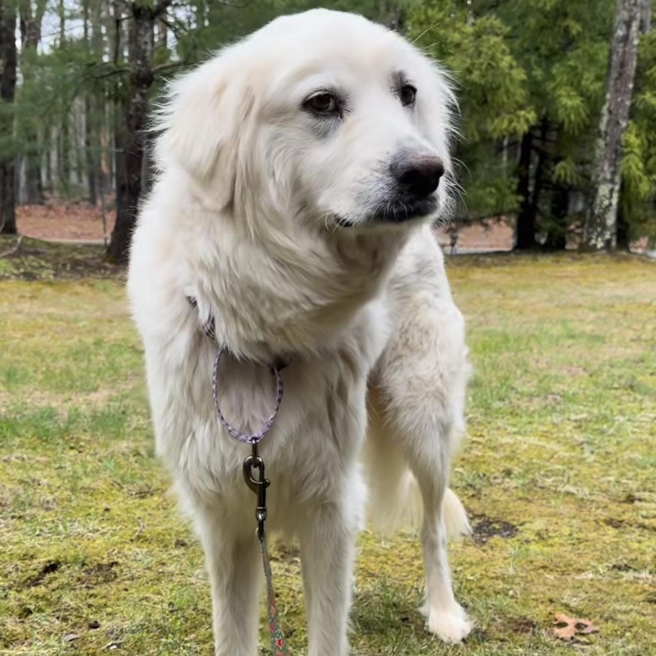 Enlarge Pearl, a ADOPTABLE mixed breed in Yaphank, NY image 3/5