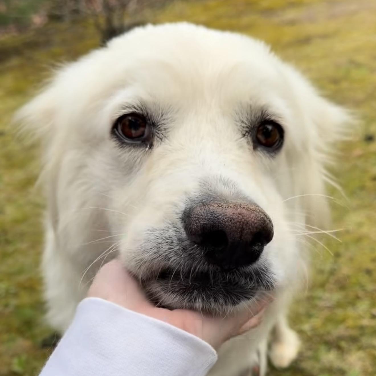 Pearl, ADOPTABLE, Adult Female Great Pyrenees.