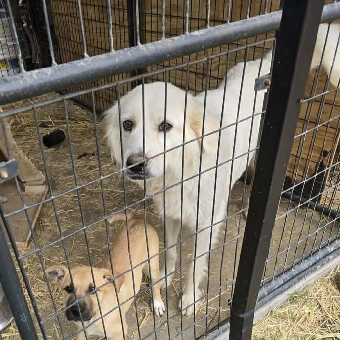 Enlarge Pearl, a ADOPTABLE mixed breed in Yaphank, NY image 5/5