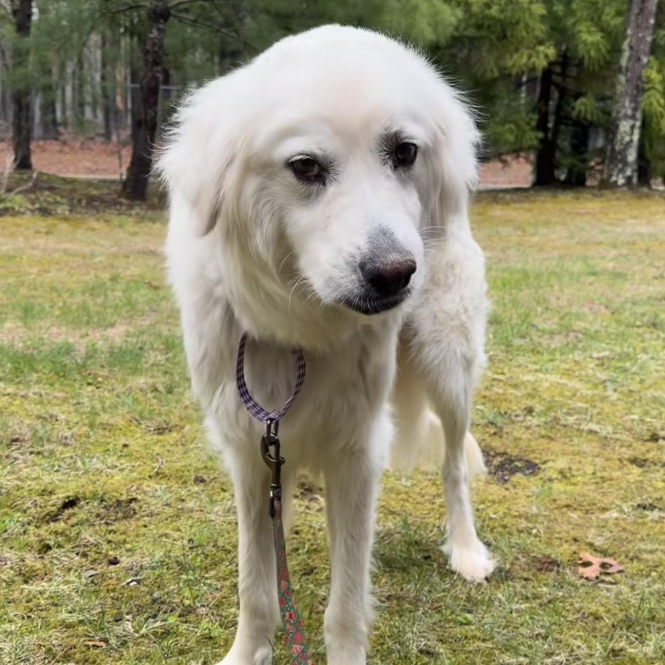 Enlarge Pearl, a ADOPTABLE mixed breed in Yaphank, NY image 4/5