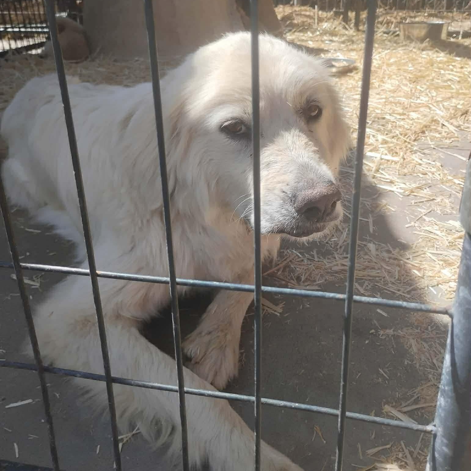 Enlarge Pearl, a ADOPTABLE mixed breed in Yaphank, NY image 2/5