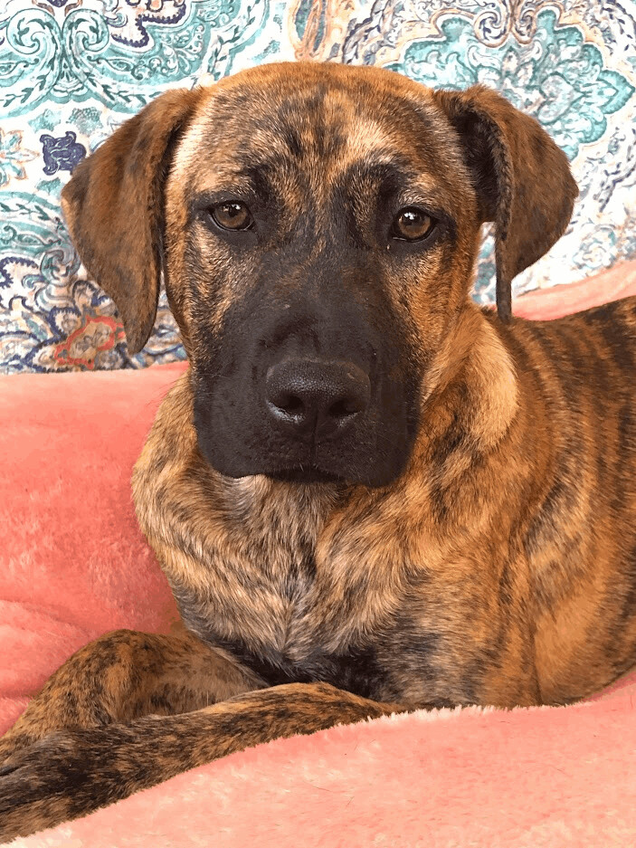 Enlarge Merlea , a Adopted mixed breed in Texarkana, TX image 1/10