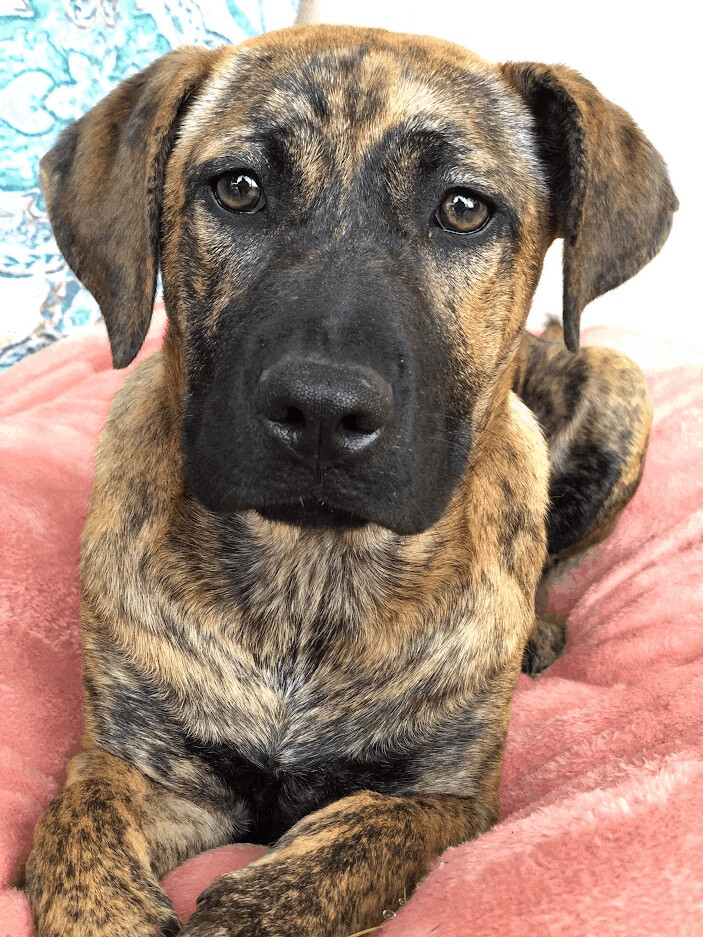 Enlarge Merlea , a Adopted mixed breed in Texarkana, TX image 2/10