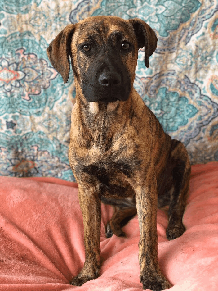 Enlarge Merlea , a Adopted mixed breed in Texarkana, TX image 3/10