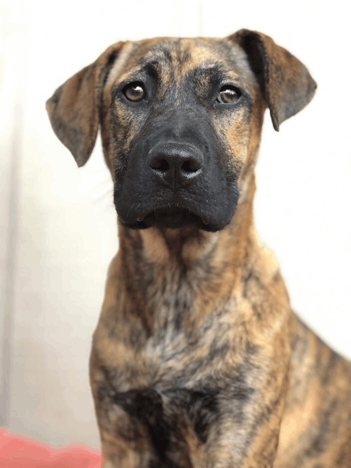 Enlarge Merlea , a Adopted mixed breed in Texarkana, TX image 4/10