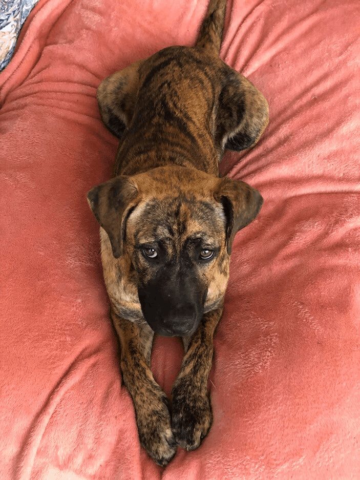 Enlarge Merlea , a Adopted mixed breed in Texarkana, TX image 5/10