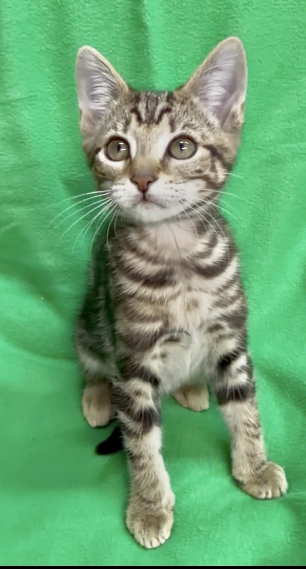 Enlarge Swayze, an adopted mixed breed in Manchester , NH image 6/6