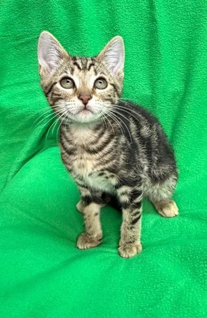 Enlarge Swayze, an adopted mixed breed in Manchester , NH image 4/6