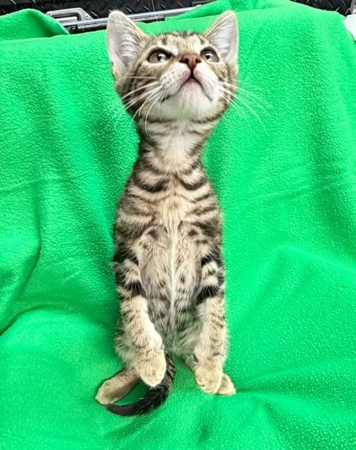 Enlarge Swayze, an adopted mixed breed in Manchester , NH image 5/6