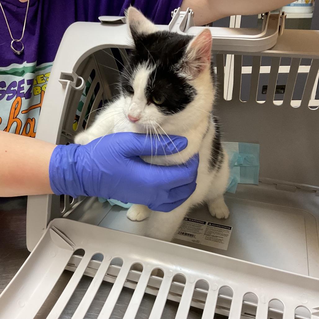 Enlarge Birdie, a Adoptable Domestic Short Hair in Monroe, LA image 1/1