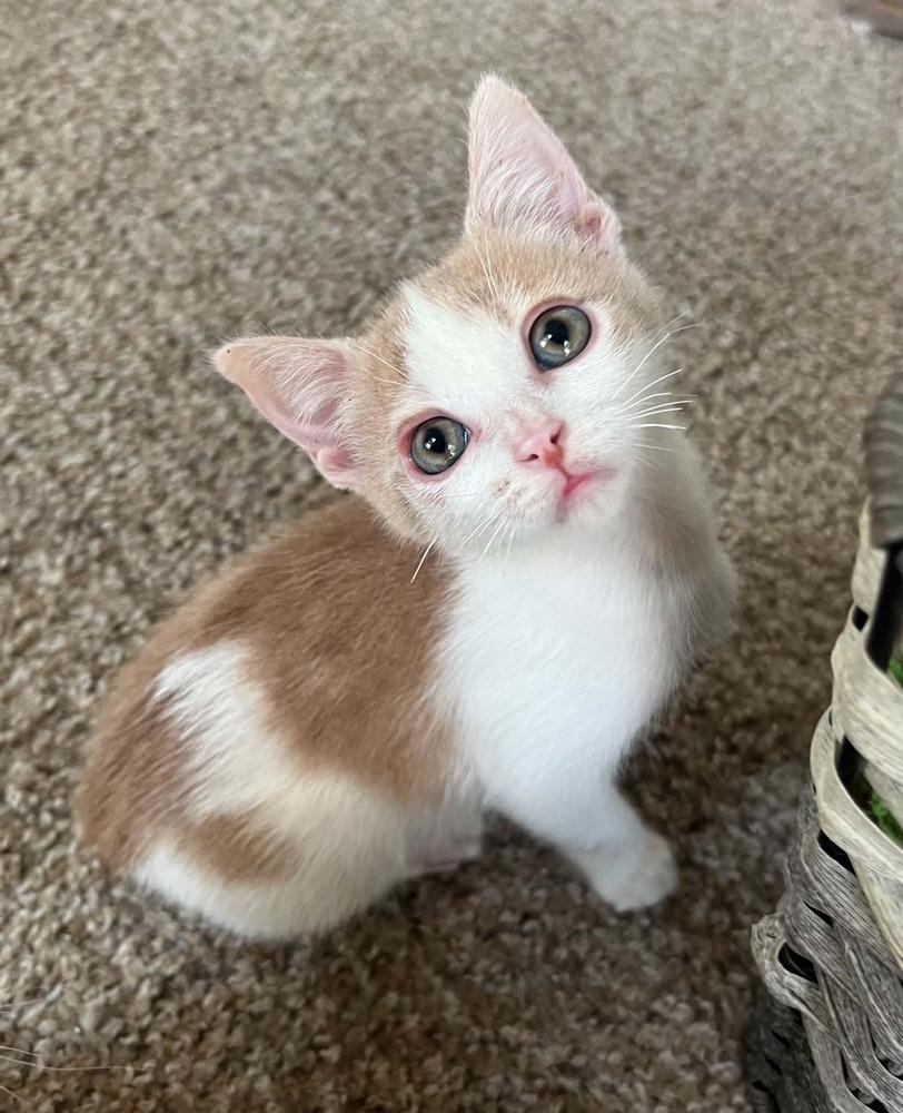 Ember, Adoptable, Kitten Female Domestic Short Hair.