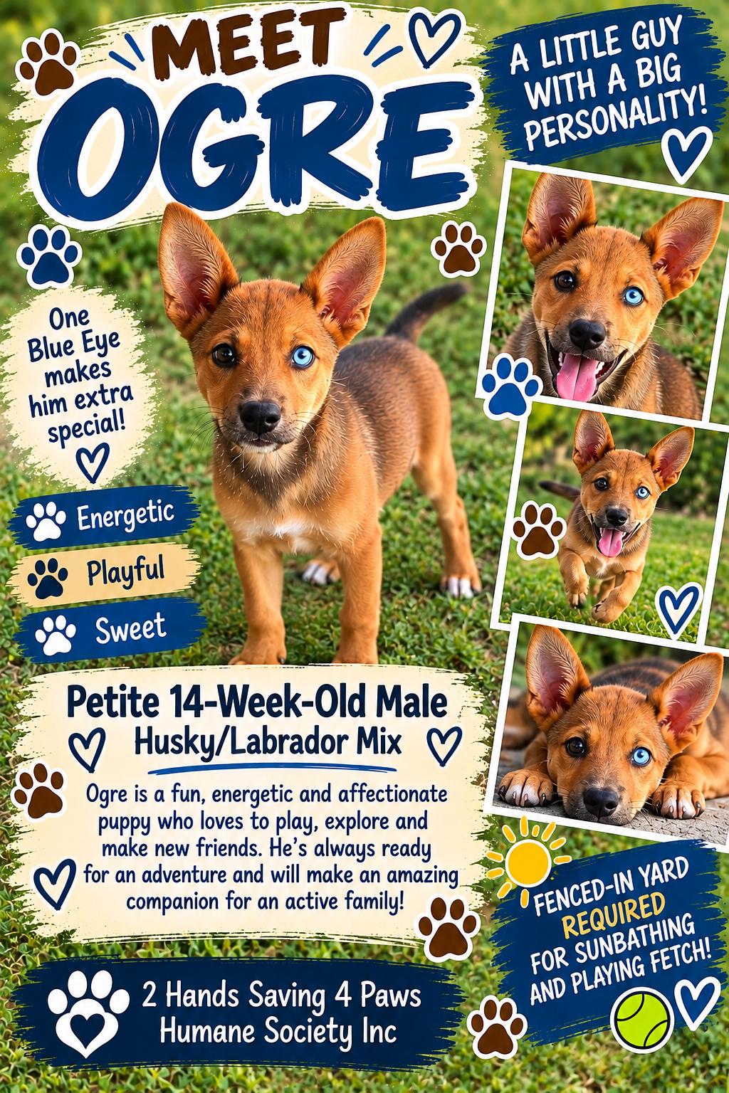 Enlarge OGRE, a Adoptable mixed breed in Totowa, NJ image 1/2