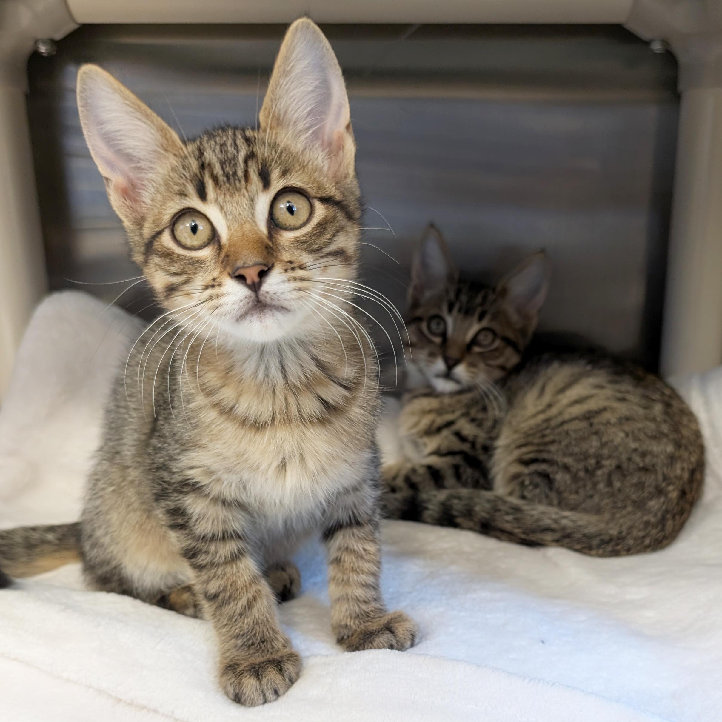 Enlarge Raff - Reduced Fee, a Adoptable Domestic Short Hair in Jefferson, WI image 2/2