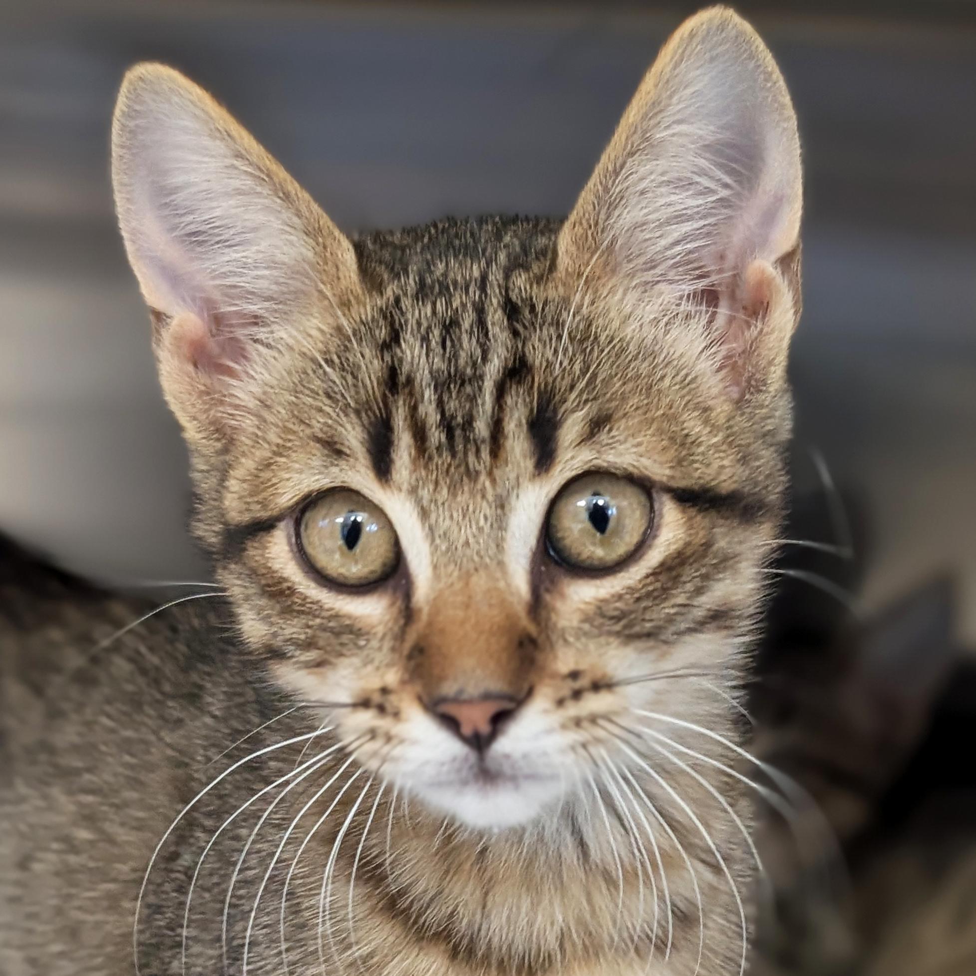 Enlarge Raff - Reduced Fee, a Adoptable Domestic Short Hair in Jefferson, WI image 1/2