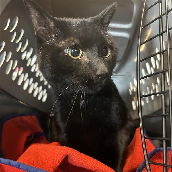 Patricia, Adoptable, Senior Female Domestic Short Hair.