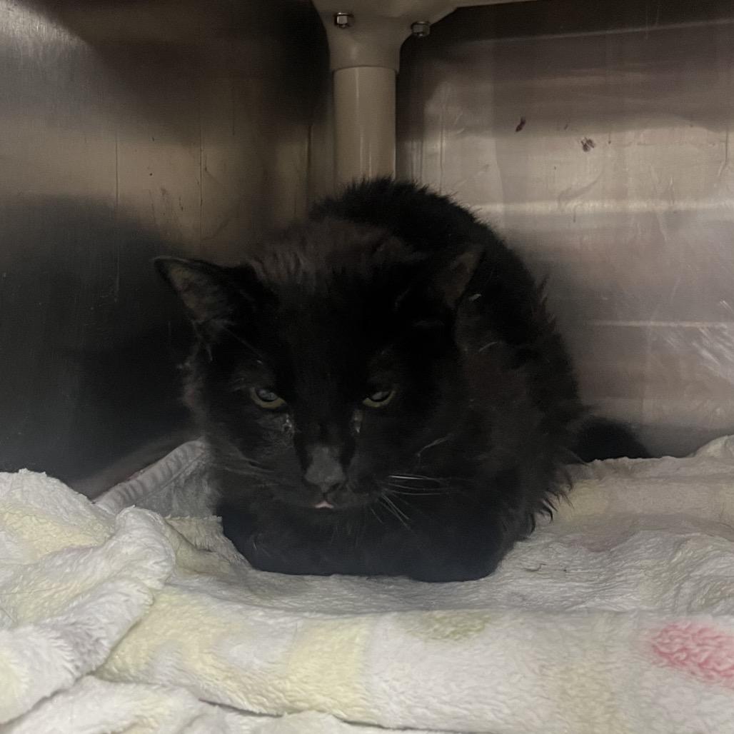 Patricia, Adoptable, Senior Female Domestic Short Hair.