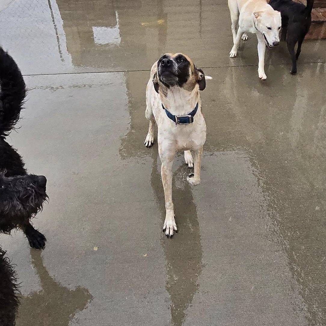 Enlarge Freckles, a ADOPTABLE mixed breed in Terre Haute, IN image 2/2